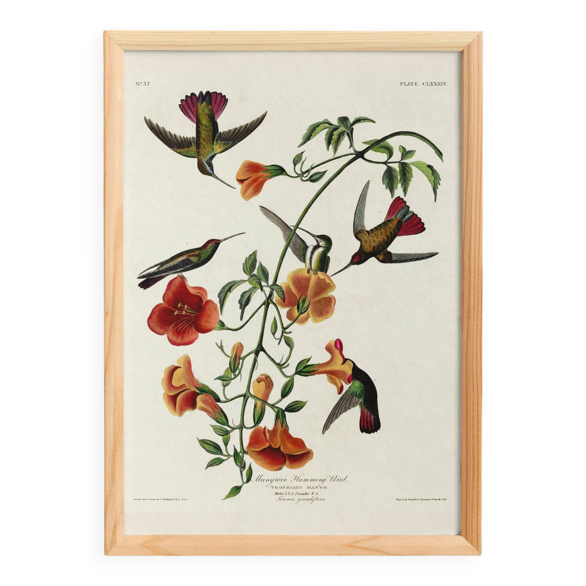 Poster about hummingbirds, based on an old engraving from 1827.
