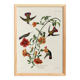 Poster about hummingbirds, based on an old engraving from 1827.