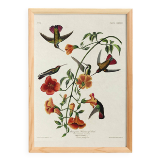 Poster about hummingbirds, based on an old engraving from 1827.