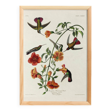 Affiche sur les colibris, d’après une gravure ancienne de 1827.