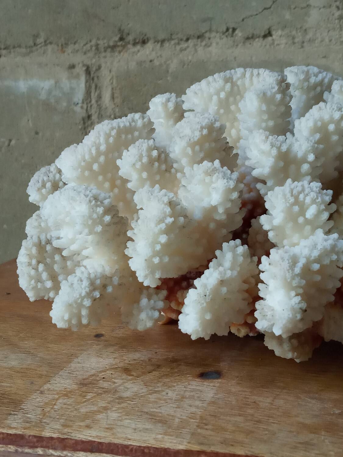 Ancient white coral