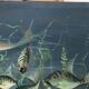 Congolese School Aquatic fauna Oil on canvas signed