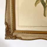 Framed fleur-de-lis botanical plate