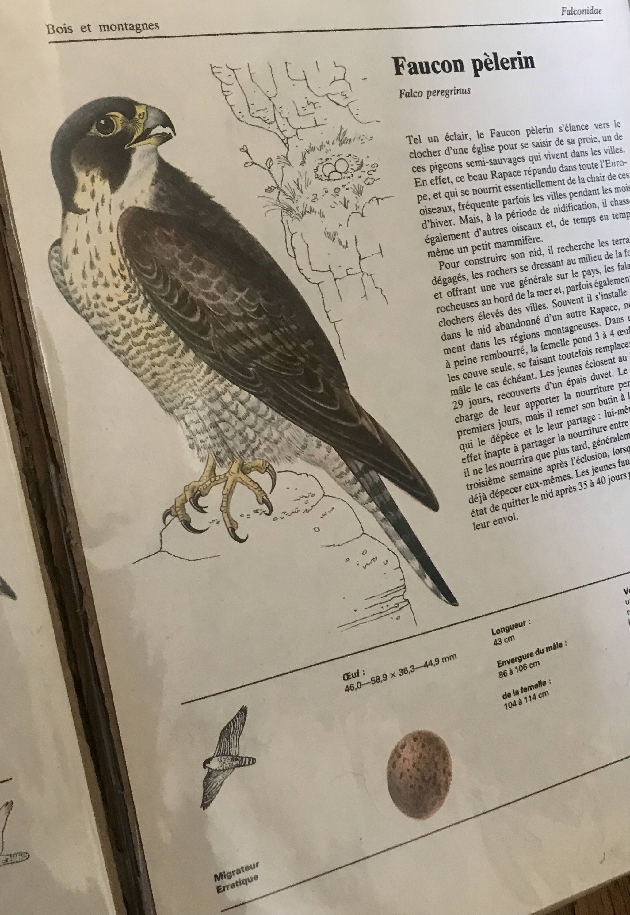 Raptor illustrations