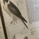 Illustrations rapaces