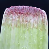 Asparagus dish in bubble