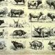 Antique engraving 1928 - Ox, cow, bull - vintage print - farm