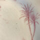 6 dessert plates views of orient rose