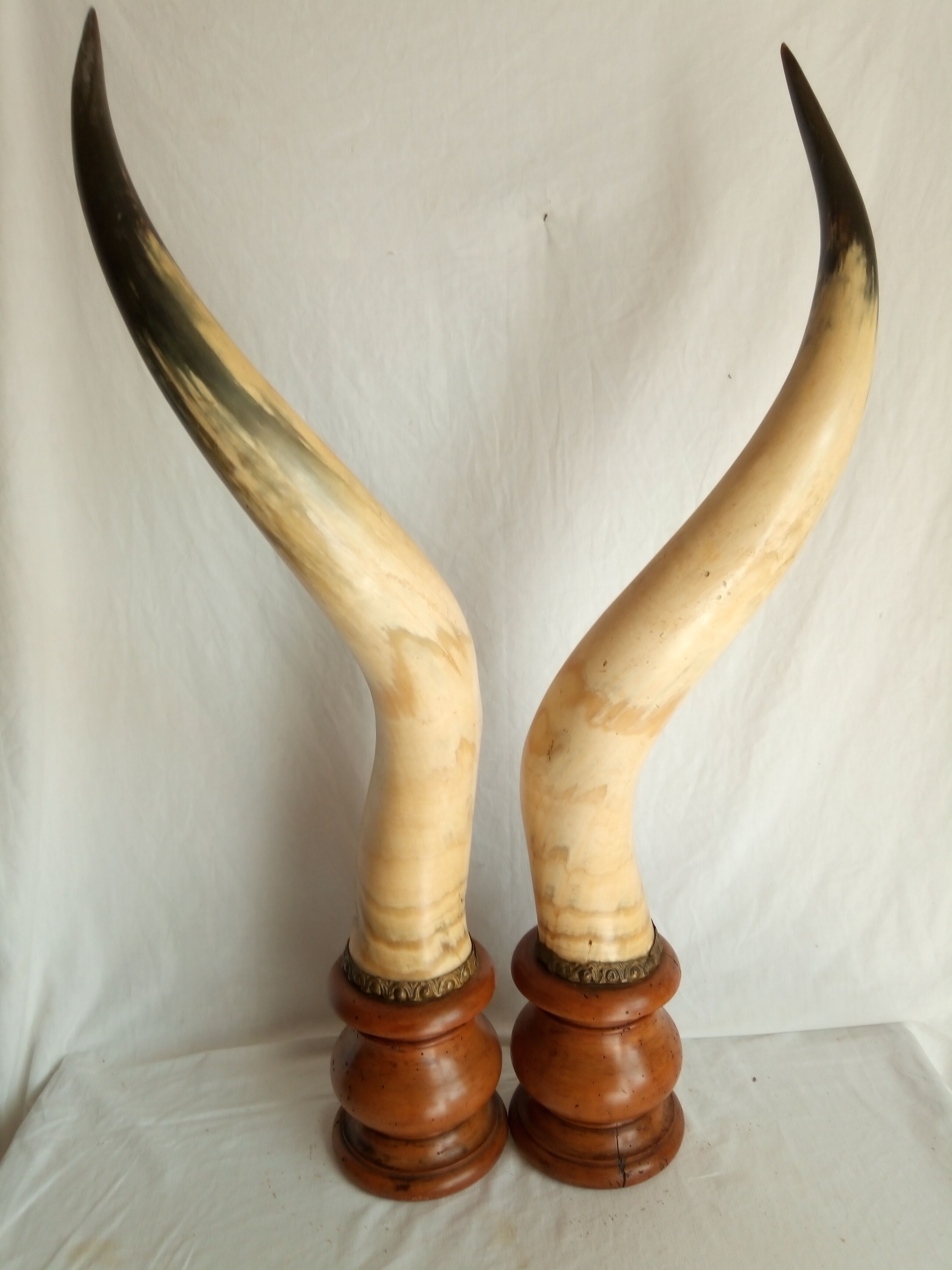 Pair of horns mounted on a pedestal