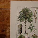 Original lithographs on trees