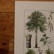Original lithographs on trees