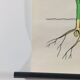 Vintage educational wall hanging roll chart biology plants botanic