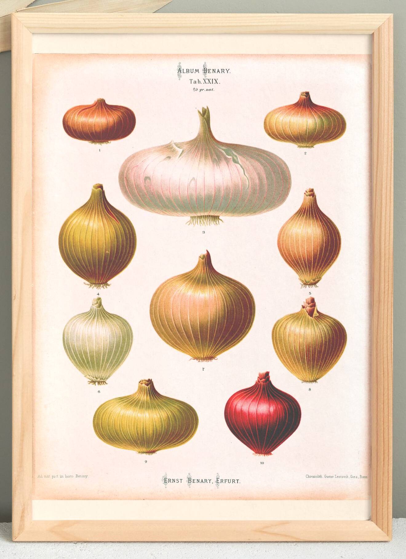 Poster about "onions", based on an old engraving from 1886.