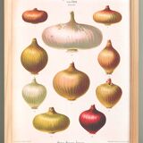 Poster about "onions", based on an old engraving from 1886.