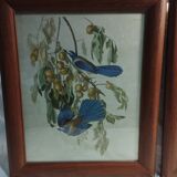 set of 3 reproductions of old illustrations by John James Audubon