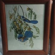 set of 3 reproductions of old illustrations by John James Audubon