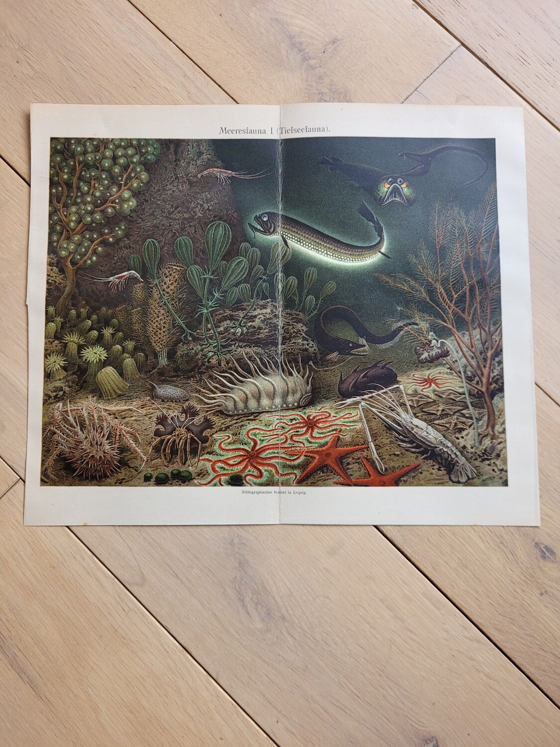 Poster Marine Fauna Bibliogr. Institute in Leipzig