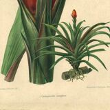 Botanical engraving from 1896 by Descamps-Sabouret • Caraguata conifer • Old lithograph