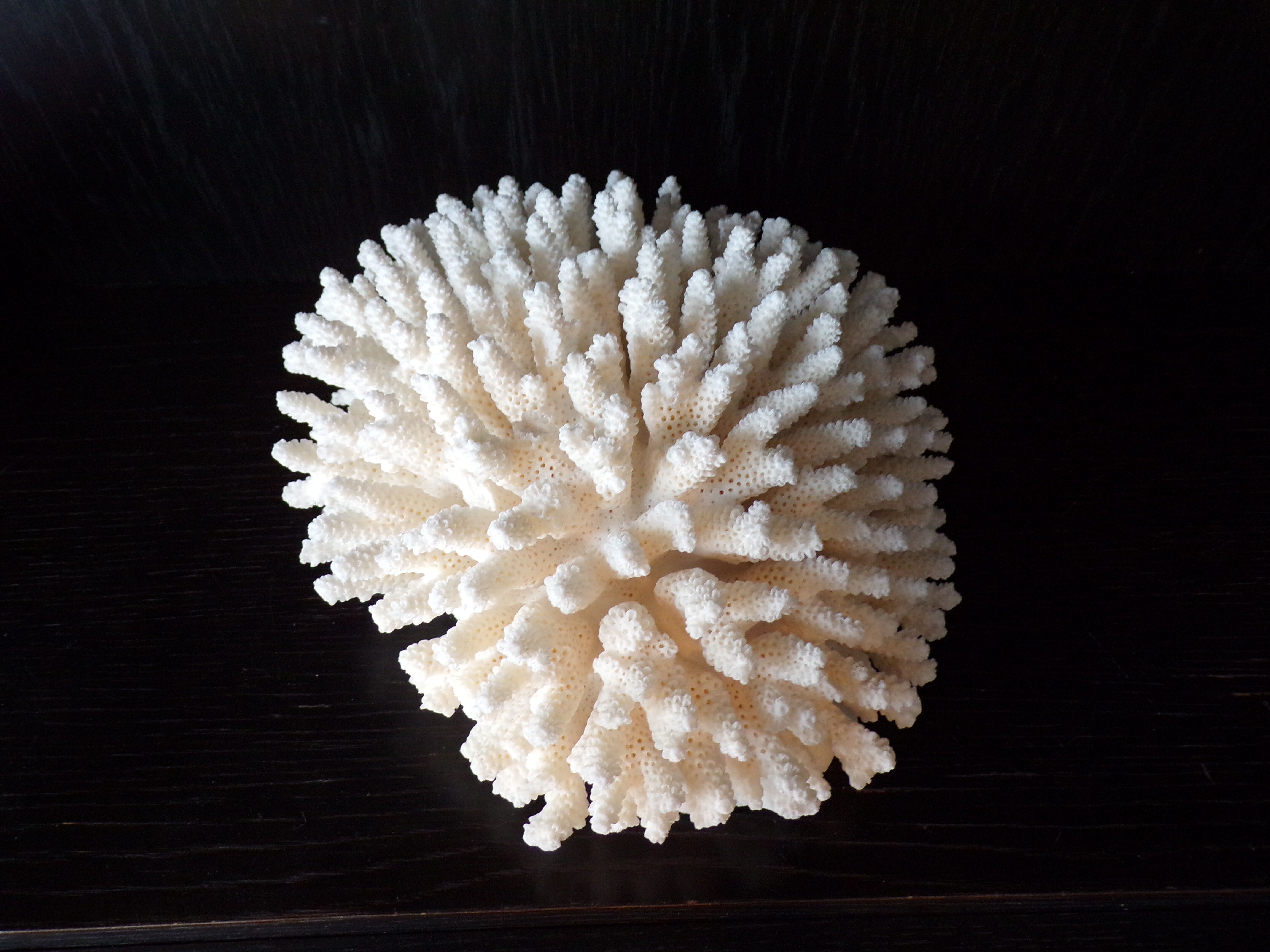 White coral