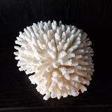 White coral