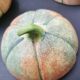 Ensemble salade de fruits melon barbotine