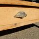 Ancienne table basse de ferme en sapin