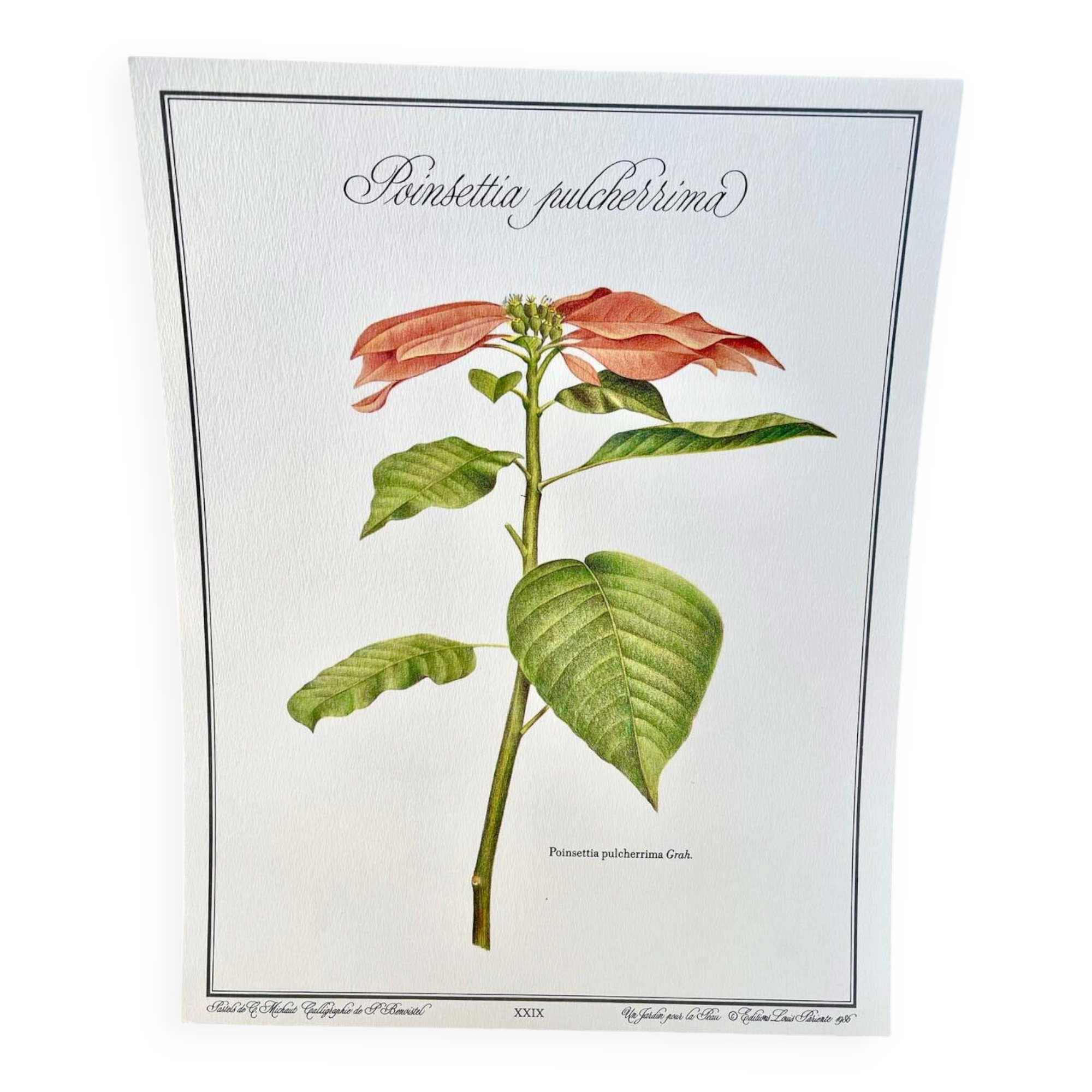 Botanical plate – Poinsettia pulcherrima – Louis Pariente, 1986