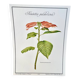 Botanical plate – Poinsettia pulcherrima – Louis Pariente, 1986