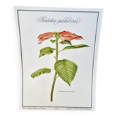 Botanical plate – Poinsettia pulcherrima – Louis Pariente, 1986