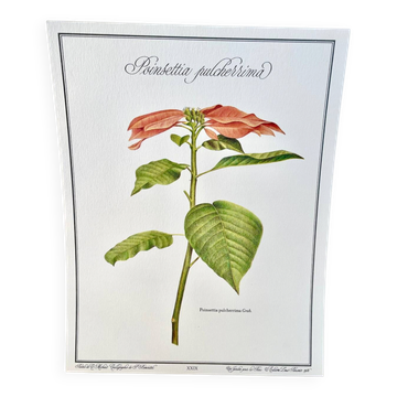Botanical plate – Poinsettia pulcherrima – Louis Pariente, 1986