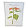 Botanical plate – Poinsettia pulcherrima – Louis Pariente, 1986