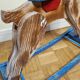 Old rocking horse in painted wood, 50s