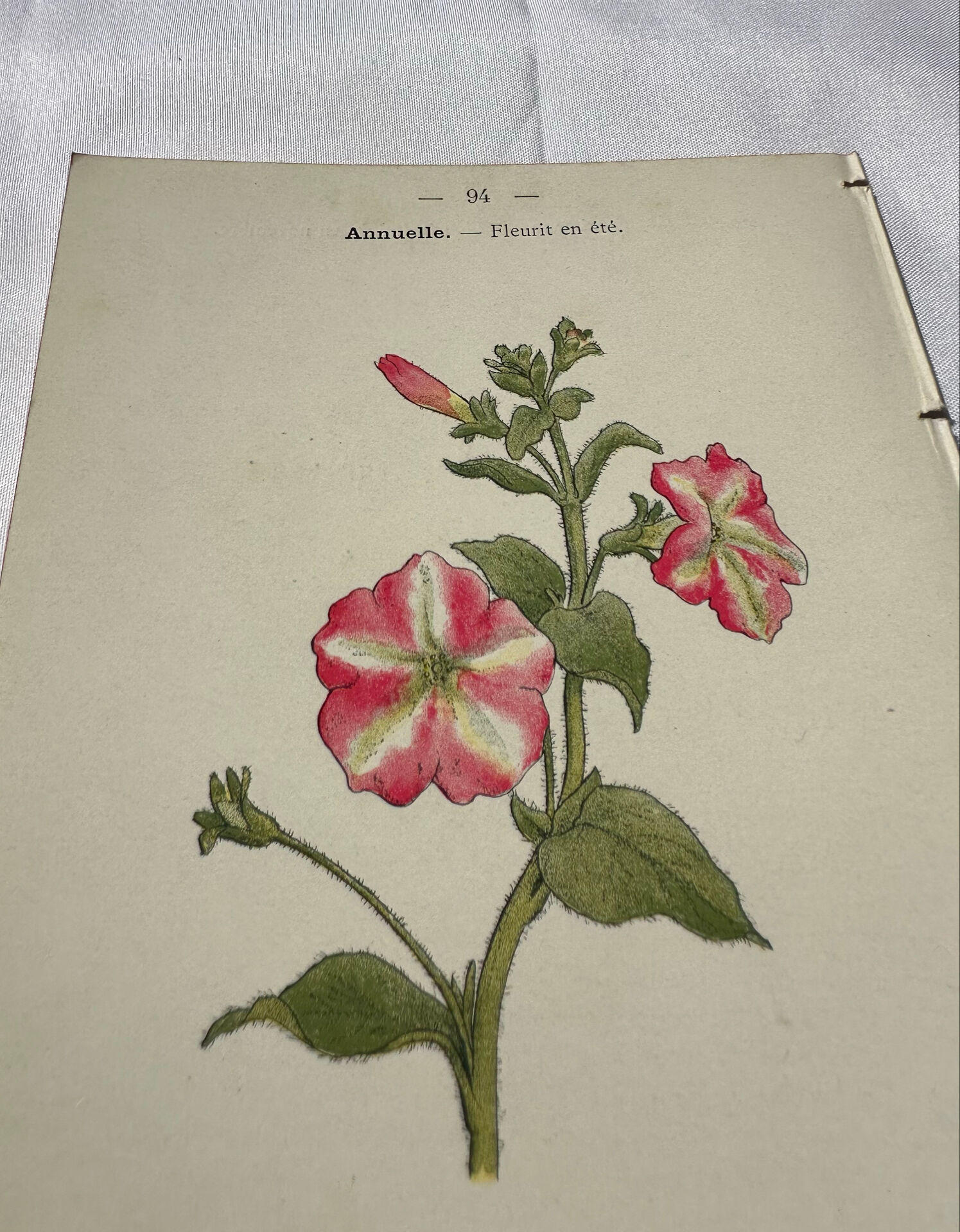 🌿 Botanical Plate Old Naturalist Engraving 19th Century Double-Sided