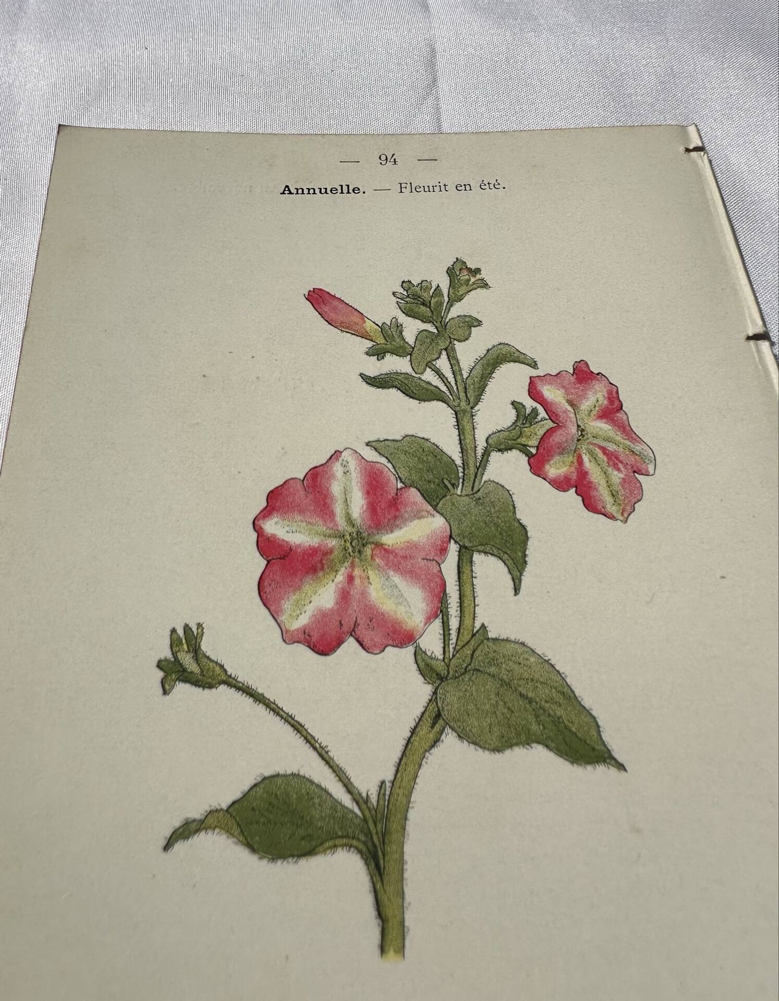 Planche Botanique Gravure naturaliste ancienne 19eme recto verso