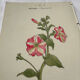🌿 Botanical Plate Old Naturalist Engraving 19th Century Double-Sided