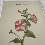 Planche Botanique Gravure naturaliste ancienne 19eme recto verso