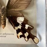 Stuffed butterfly in metal frame