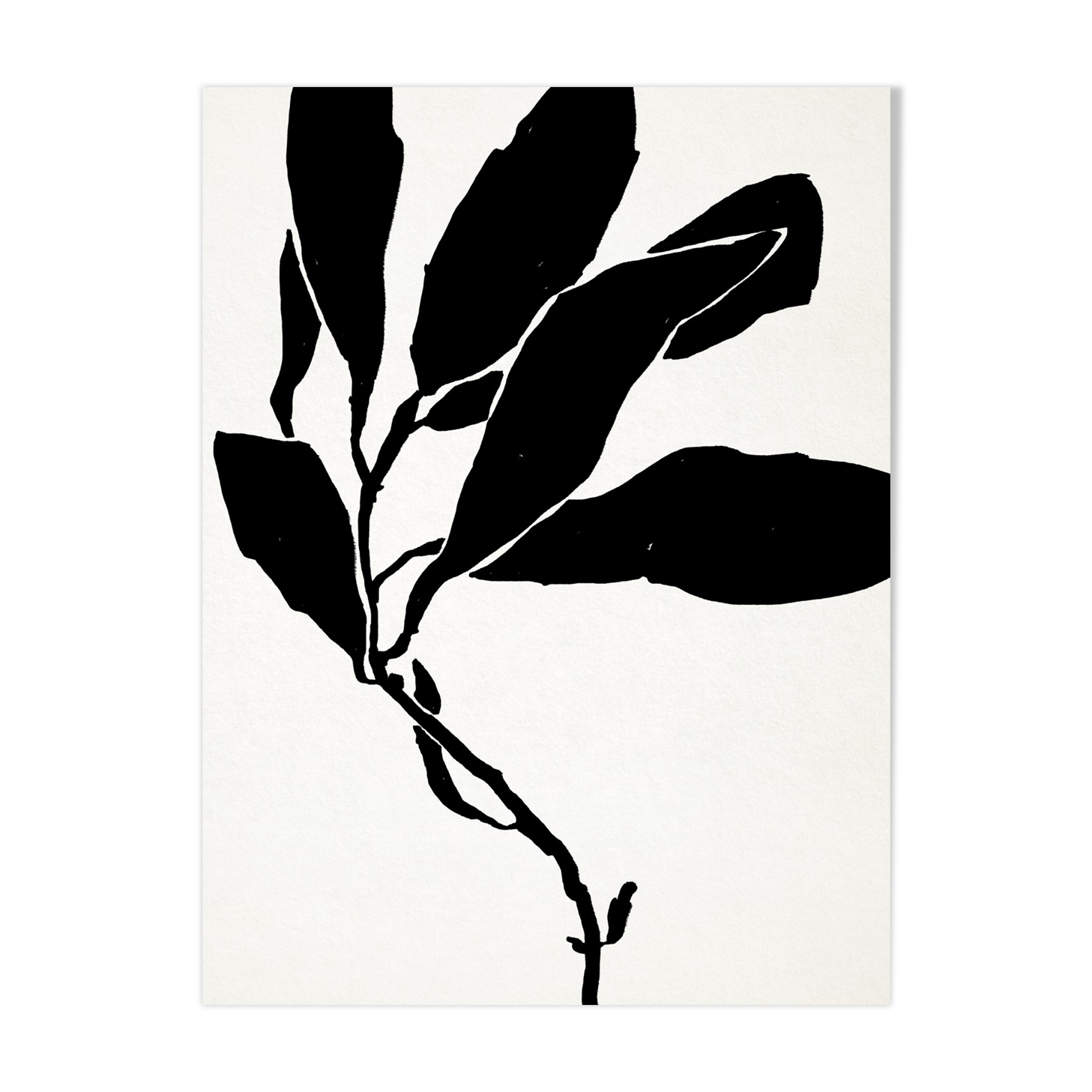 Botanical illustration in black, 50x70