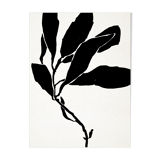Botanical illustration in black, 50x70