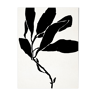 Botanical illustration in black, 50x70