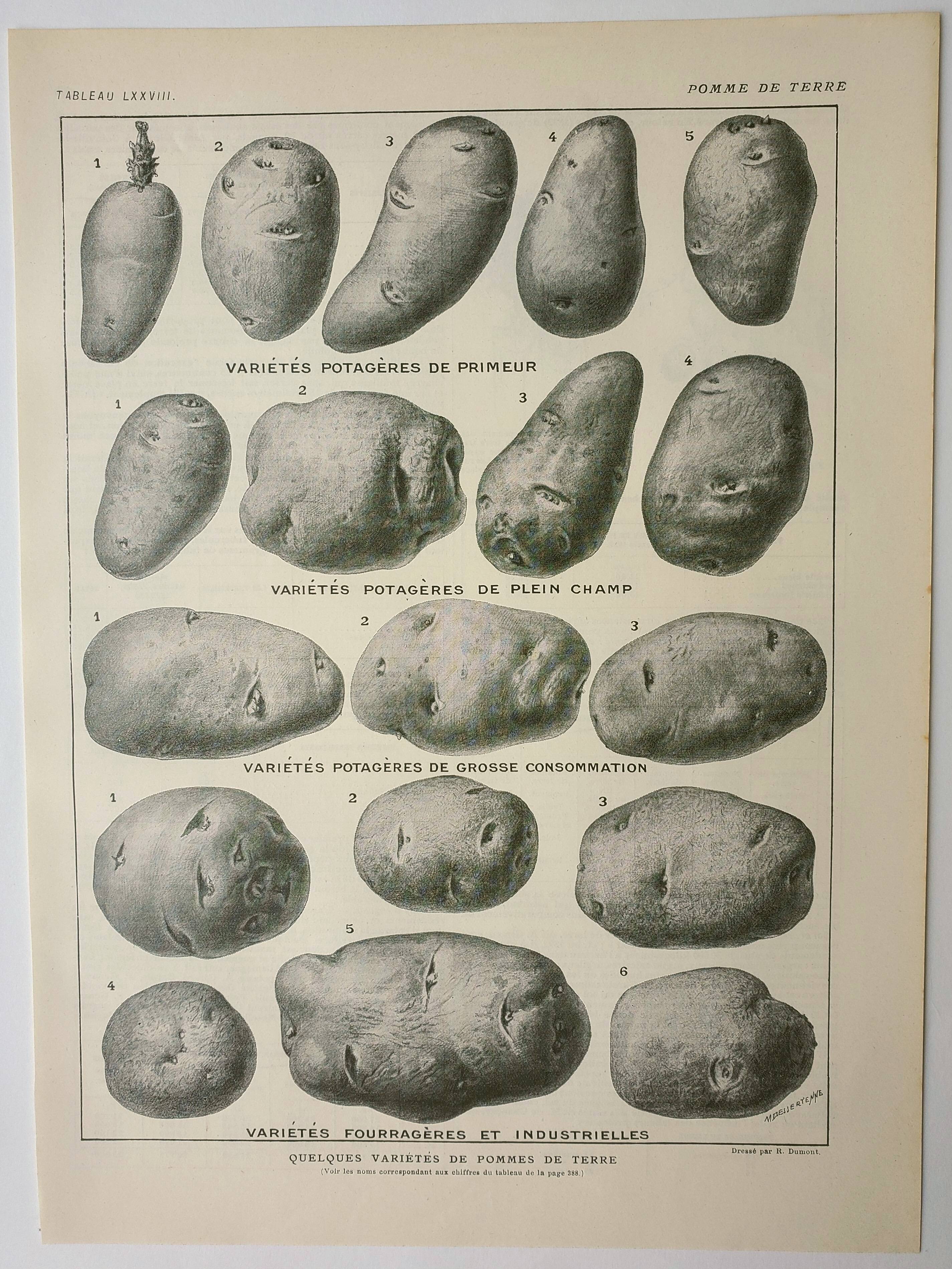 Old engraving 1922, Potato, varieties, vegetable garden, vegetable • Lithograph, Original plate