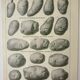 Old engraving 1922, Potato, varieties, vegetable garden, vegetable • Lithograph, Original plate