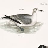Poster about the Laughing Gull, after an old lithograph from 1842.