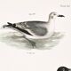 Poster about the Laughing Gull, after an old lithograph from 1842.