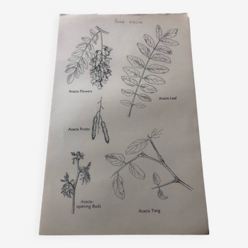 Faux acacia botanical poster