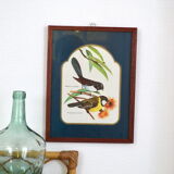 Exotic bird duo setting