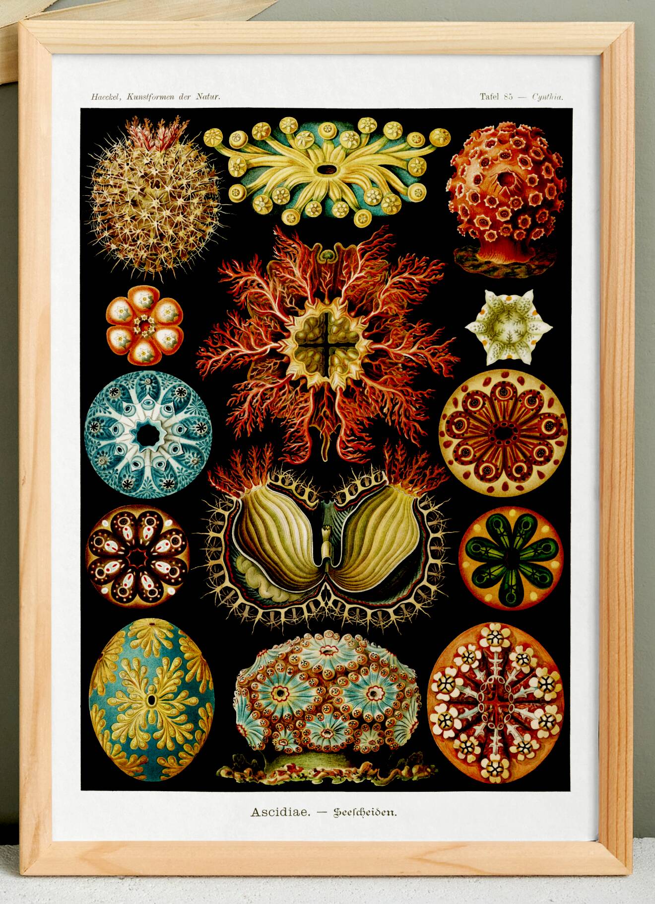 Affiche sur "Les Ascidies", d'après une lithographie ancienne de 1904.