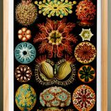 Affiche sur "Les Ascidies", d'après une lithographie ancienne de 1904.