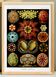 Poster for "The Ascidians", based on an old lithograph from 1904.