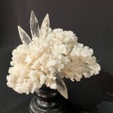 Corail blanc naturel ancien et cristal sur socle en bois napoléon iii xixe cabinet de curiosités